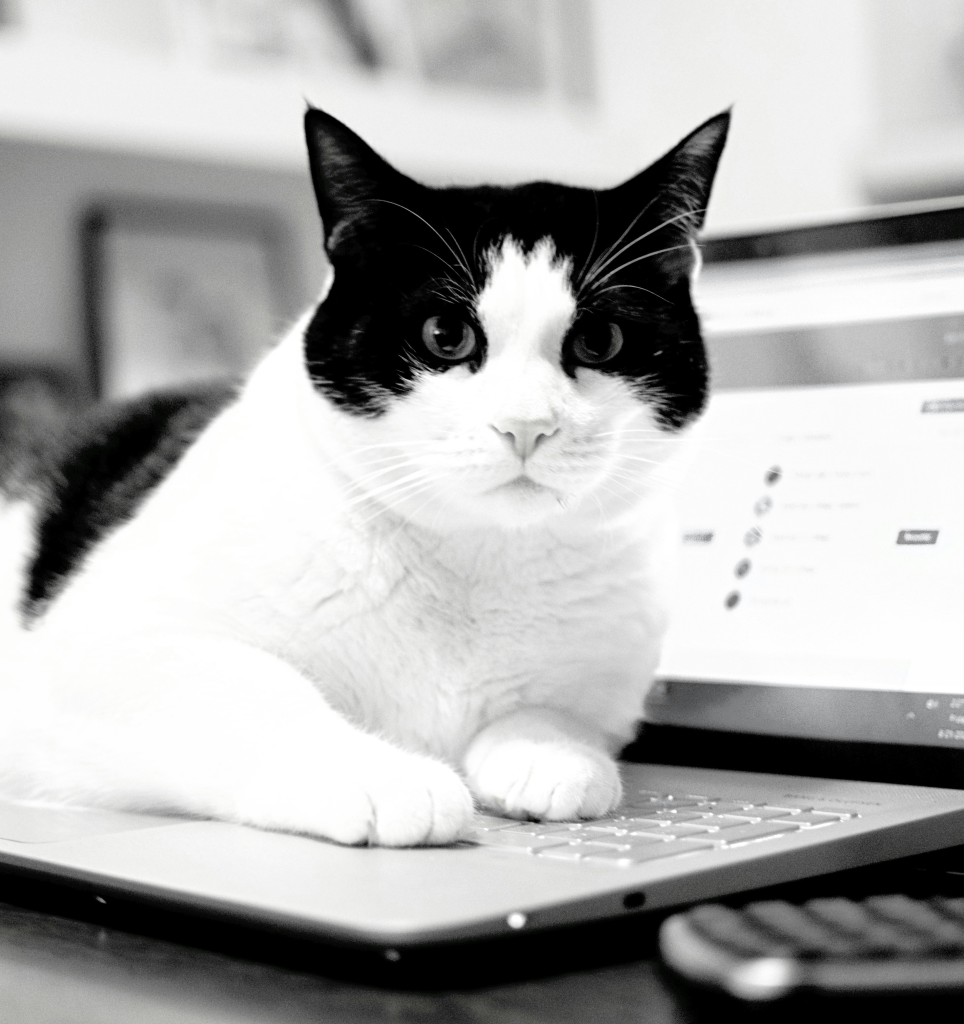 Image by Isabella Fischer on unsplash.com