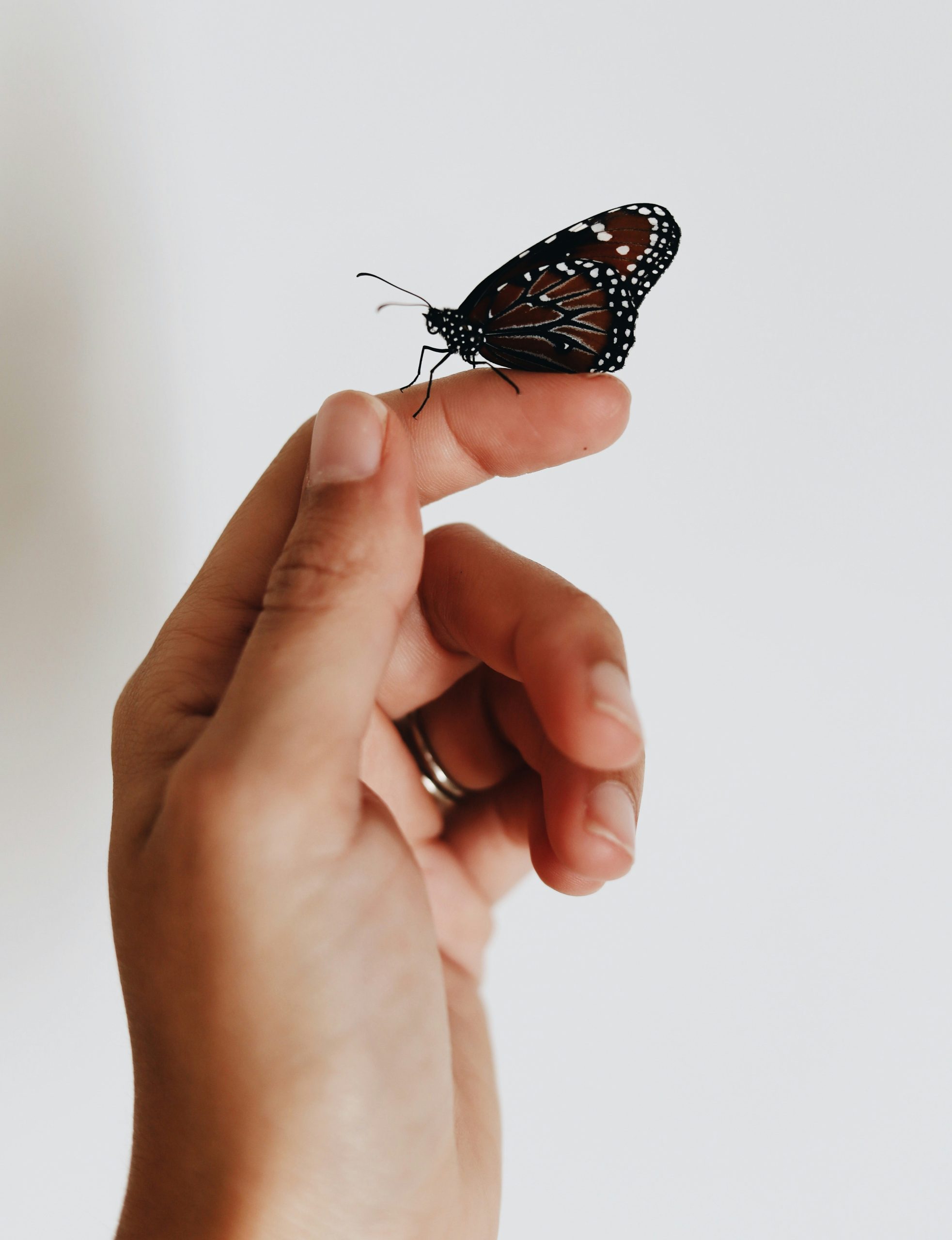 Image by Amy Humphries on unsplash.com